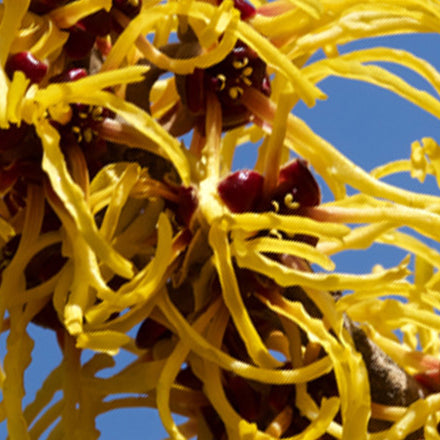 8 Mind-Blowing Benefits Of Witch Hazel & How To Use It 