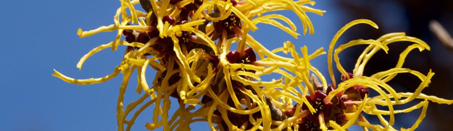 8 Mind-Blowing Benefits Of Witch Hazel & How To Use It